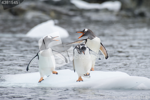 Image of Gentoo Penguins on the ice