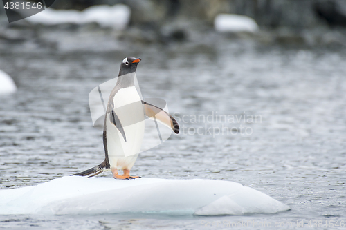 Image of Gentoo Penguins on the ice