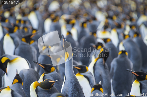 Image of King Penguins colony Gold Harbour