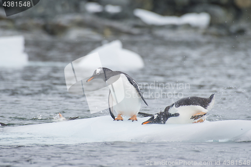 Image of Gentoo Penguins on the ice