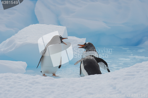 Image of Gentoo Penguins on the ice