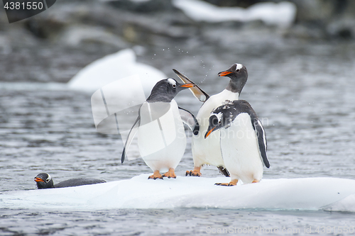 Image of Gentoo Penguins on the ice