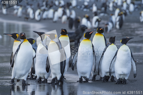 Image of King Penguins colony Gold Harbour