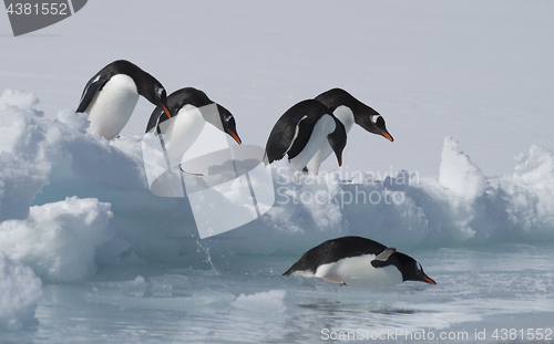 Image of Gentoo Penguins on the ice