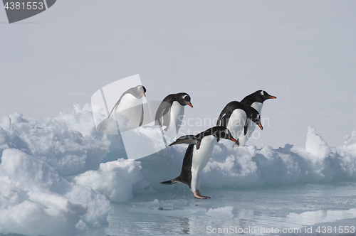 Image of Gentoo Penguins on the ice