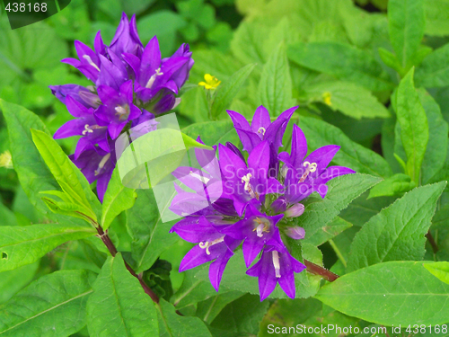 Image of Campanula