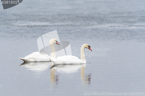 Image of Couple of colorful swans