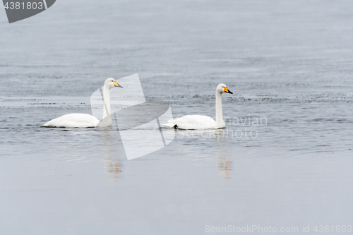 Image of Couple of swans