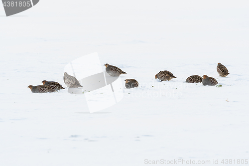 Image of Flock of partridge birds looking for feed