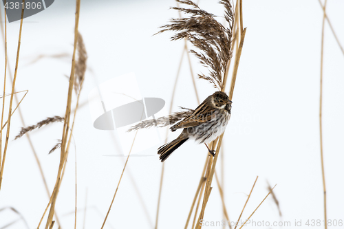 Image of Male Reed Bunting in winter coloration