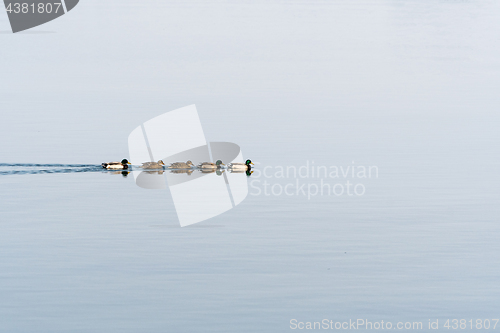 Image of Mallards swimming in a row