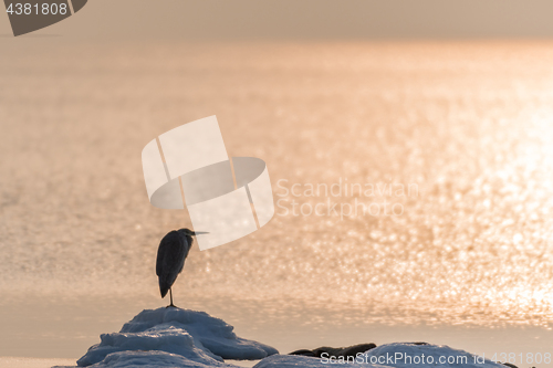 Image of Heron waiting for springtime