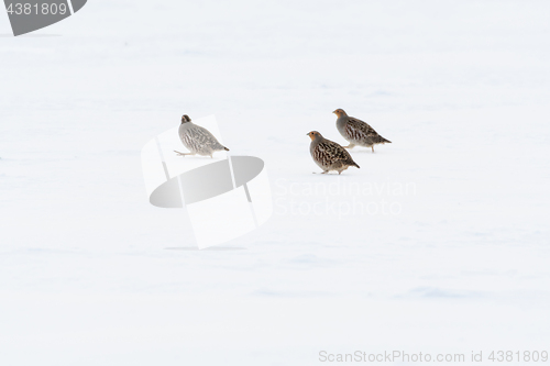 Image of Three Partridge birds in the snow