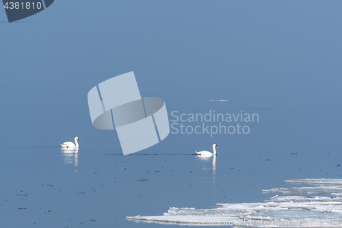 Image of Swans in calm water