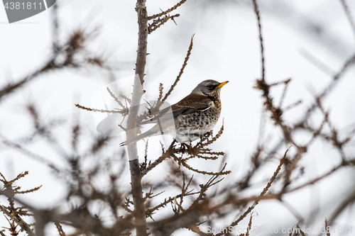 Image of Fieldfare bird portrait