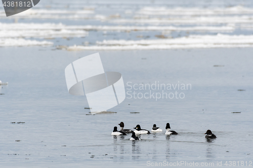 Image of Flock with cute Goldeneye ducks