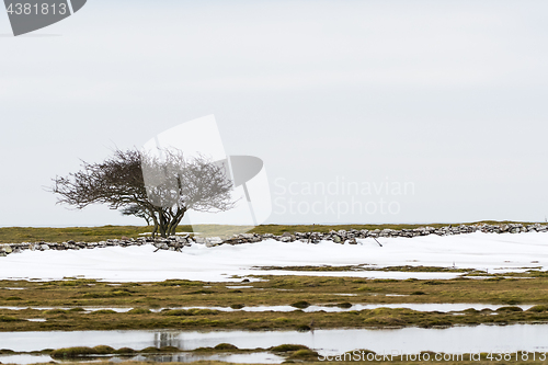 Image of Lone tree in a landscape with melting snow