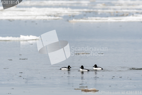 Image of Beautiful Goldeneye ducks