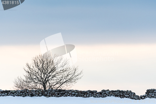 Image of Bare tree by a stone wall