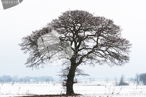 Image of Big old tree silhouette