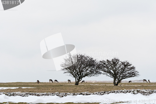 Image of Group of deers in a snowy landscape