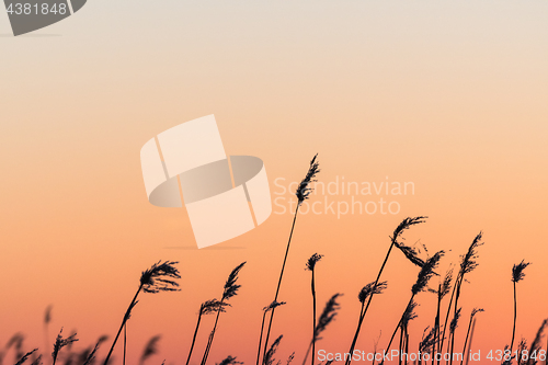 Image of Fluffy reed flowers by sunset