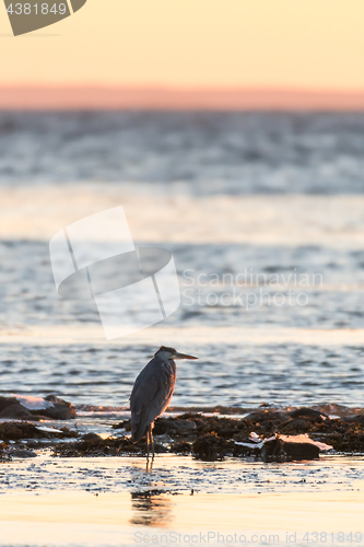 Image of Grey Heron by sunset