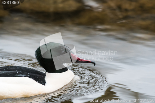 Image of Male Common Merganser portrait