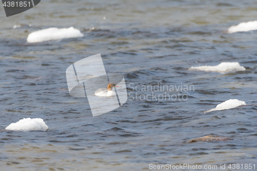 Image of Female merganser in cold water