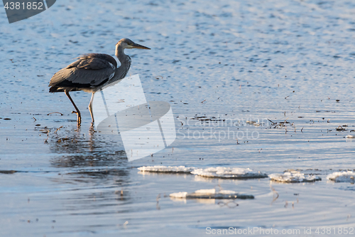 Image of Early bird in water with ice floes