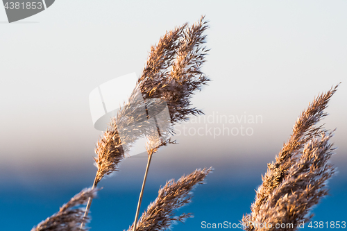 Image of Dry fluffy reed flowers