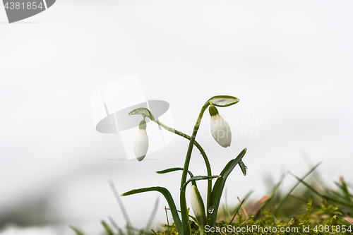 Image of Group of blossom snowdrops in melting snow