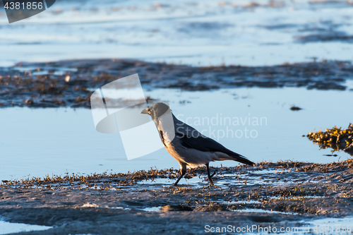 Image of Hooded Crow by the coast