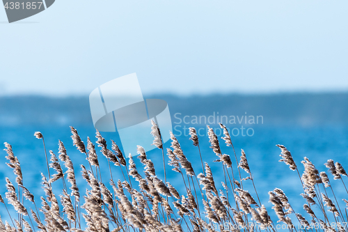 Image of Sunlit fluffy reed flowers