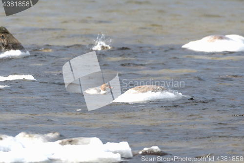 Image of Female Goosander in cold water