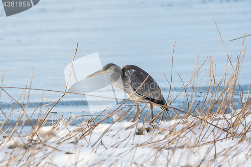 Image of Gray Heron by snowy coast