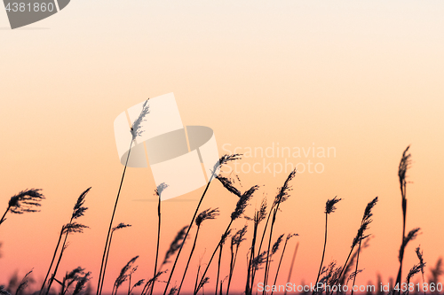 Image of Fluffy dry reed flowers by colorful sky