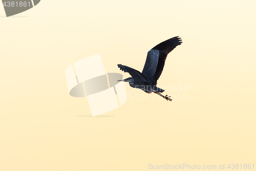 Image of Grey Heron in flight