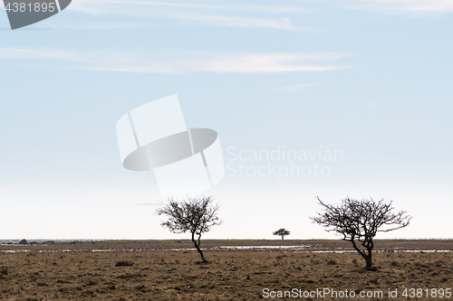 Image of Trees in a great plain grassland