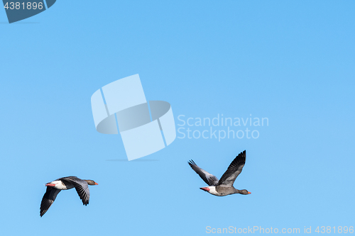 Image of Migrating Greylag Goose couple