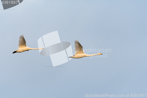 Image of White Swans in Beautiful Flight