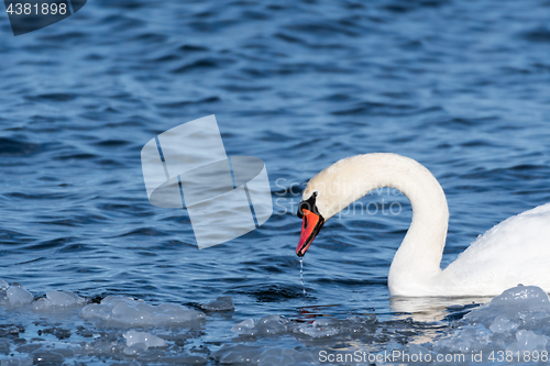 Image of Beautiful Mute Swan Portrait