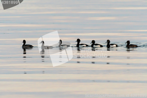 Image of Tufted Ducks swimming in a row