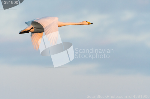Image of Flying beautiful Whopper Swan