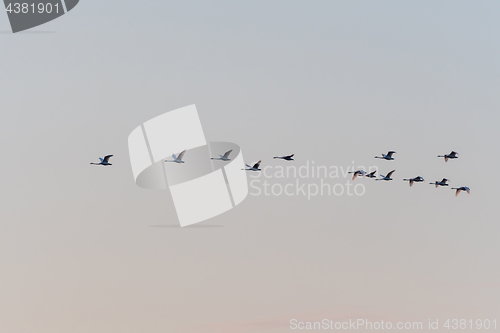 Image of Flying White Swans Formation