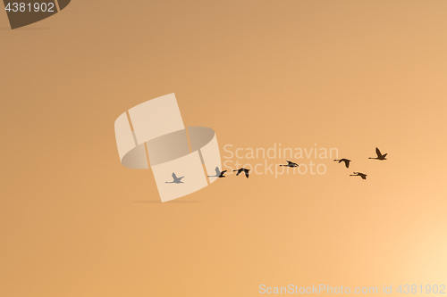 Image of Flying Swans Silhouettes by a colored sky