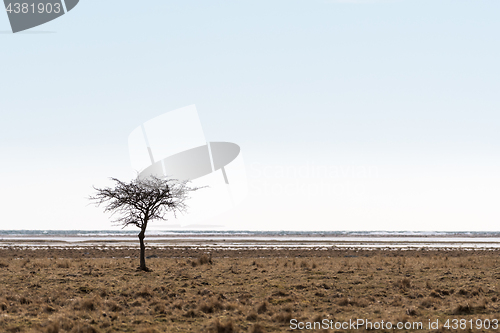 Image of Lone tree by the coast