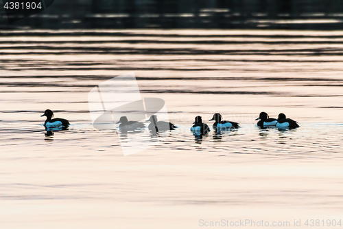 Image of Flock with Tufted Ducks