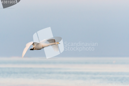 Image of Single flying Whooper Swan