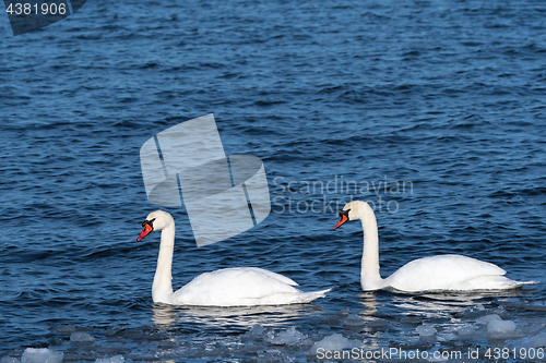 Image of Mute Swan Couple in cold water